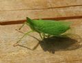 Dictyophara europaea