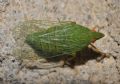 Dictyophara multireticulata