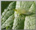 Dictyophara europaea
