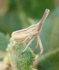 Bursinia sp.
