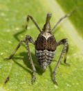 Bursinia sp.