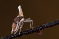 Bursinia cf. genei