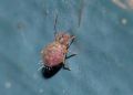 Dicyrtomina sp.