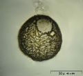 Difflugia globulosa