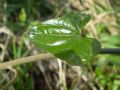 Dioscorea communis