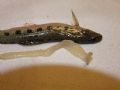 Ligula intestinalis