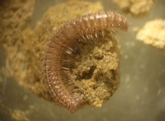 Chordeumatida