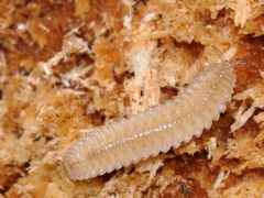 Polyzoniida