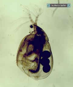 Daphniidae