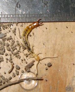 Japygidae