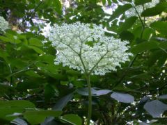 Adoxaceae