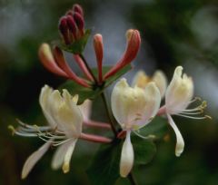 Caprifoliaceae