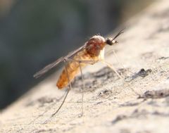 Anisopodidae