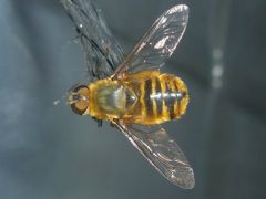 Bombyliidae