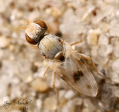 Canacidae