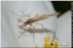 Chaoboridae