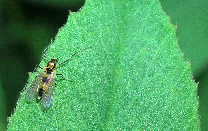 Chironomidae