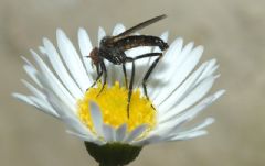 Empididae