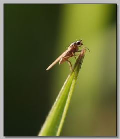 Lonchopteridae