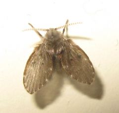 Psychodidae