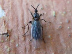 Scatopsidae