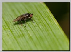 Sphaeroceridae