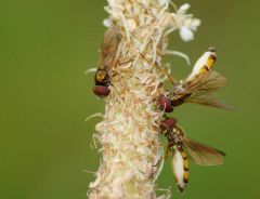 Syrphidae