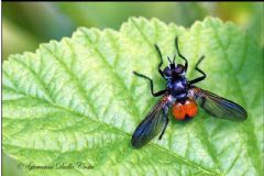 Tachinidae