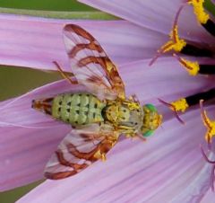 Tephritidae