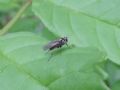 Machaerium thinophilum (cfr.)