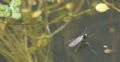 Hydrophorus sp.