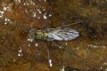 Liancalus virens