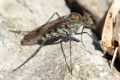 Liancalus virens