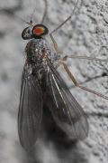 Sciapus sp.