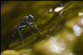 Liancalus virens