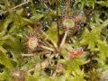Drosera rotundifolia