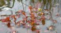 Drosera rotundifolia