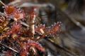 Drosera rotundifolia