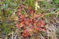 Drosera rotundifolia