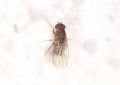 Drosophila repleta (cfr.)
