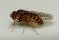 Drosophila sp.