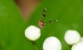 Chymomyza amoena