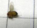 Drosophila melanogaster (cfr.)