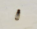 Drosophila suzukii (cfr.)