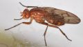 Neuroctena anilis