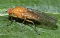 Dryope flaveola