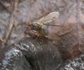 Dryomyza flaveola