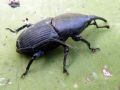 Scyphophorus acupunctatus