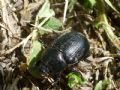 Pentodon bidens punctatus