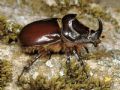 Oryctes nasicornis